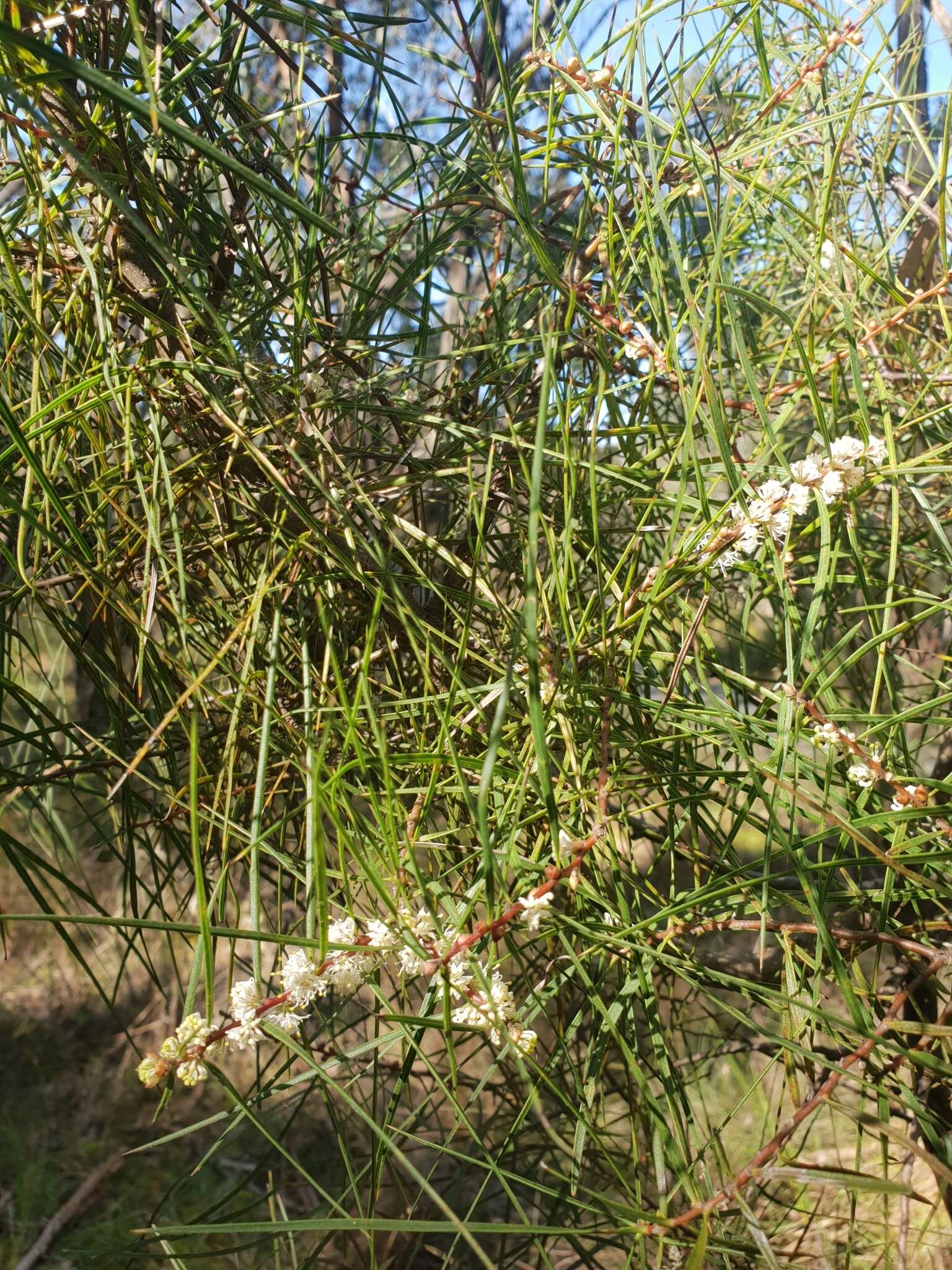 Image of Hakea ulicina R. Br.