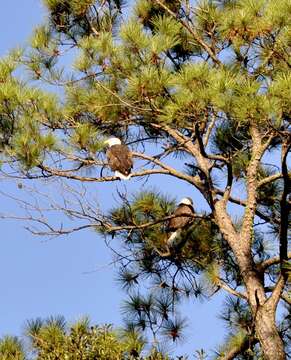 Image de Haliaeetus leucocephalus leucocephalus (Linnaeus 1766)