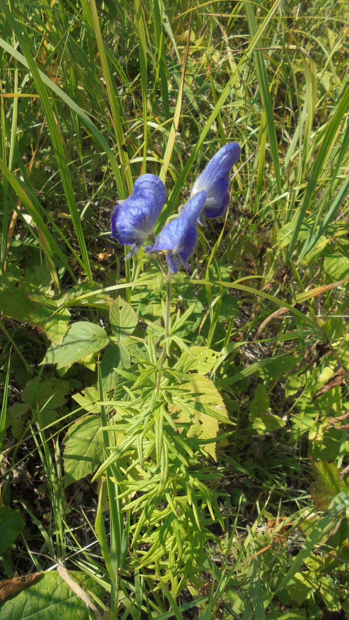 Aconitum volubile var. pubescens Regel的圖片