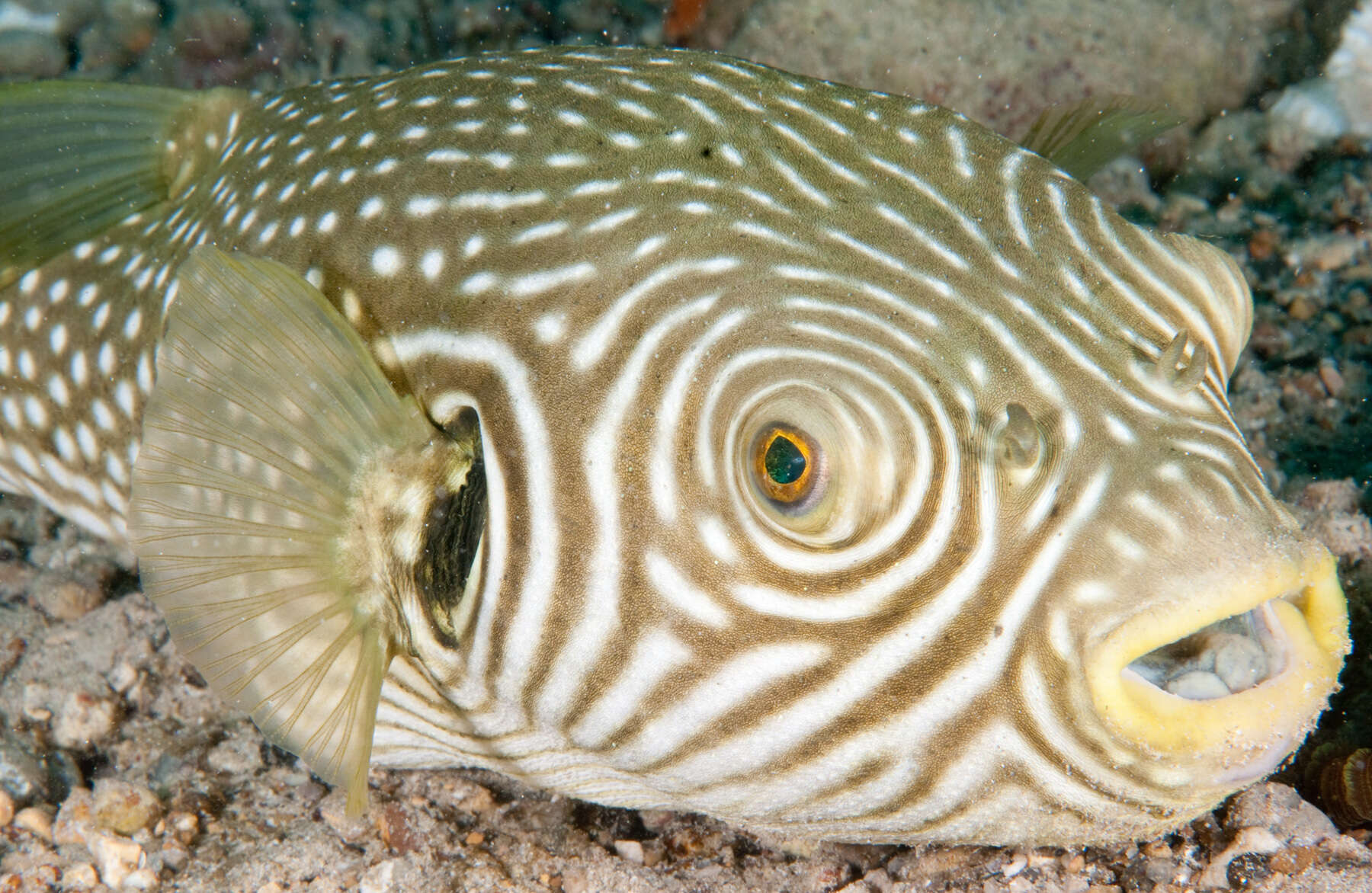 Image of Reticulated Blow Fish