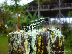 Image of Yellow-striped Poison Frog