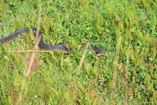 Image of Lowland copperhead