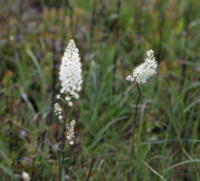 Image of Stenanthium texanum