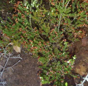 Image of Erica glomiflora var. glomiflora