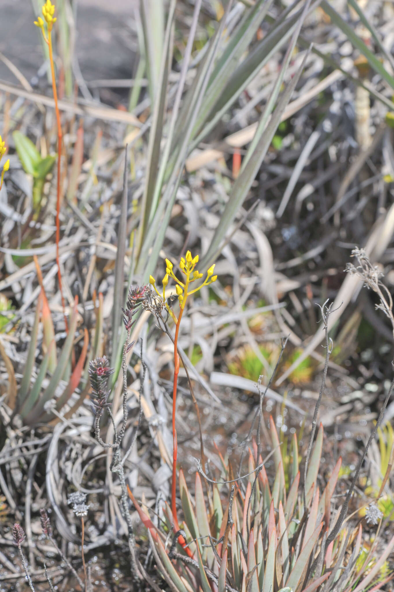 Image of Nietneria corymbosa Klotzsch & M. R. Schomb. ex B. D. Jacks.