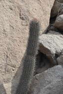 Image de Cleistocactus xylorhizus (F. Ritter) Ostolaza