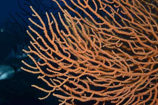 Image of yellow gorgonian