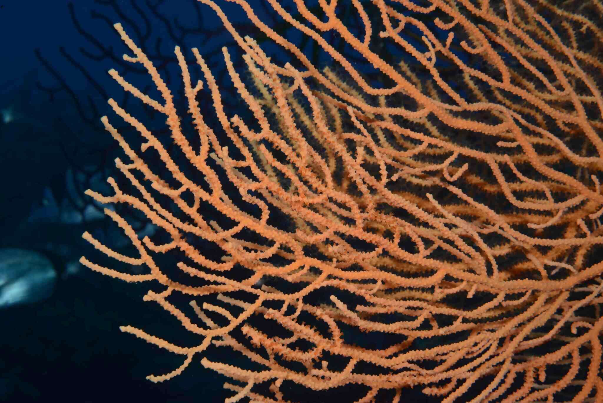 Image of yellow gorgonian