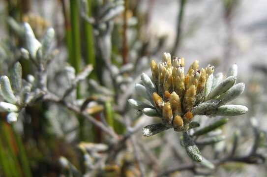 Image of Metalasia tenuifolia DC.