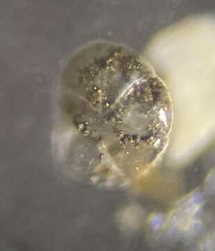 Image of Alabaminella weddellensis (Earland 1936)