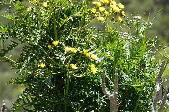 Image of Sonchus canariensis (Sch. Bip.) Boulos