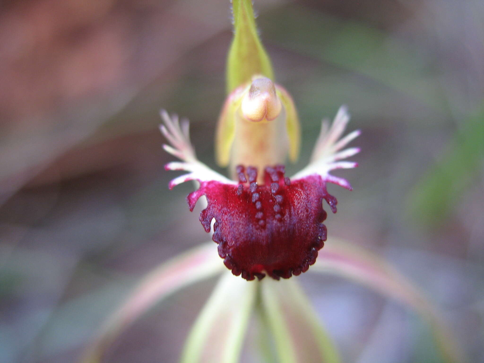 Image of Clubbed spider orchid