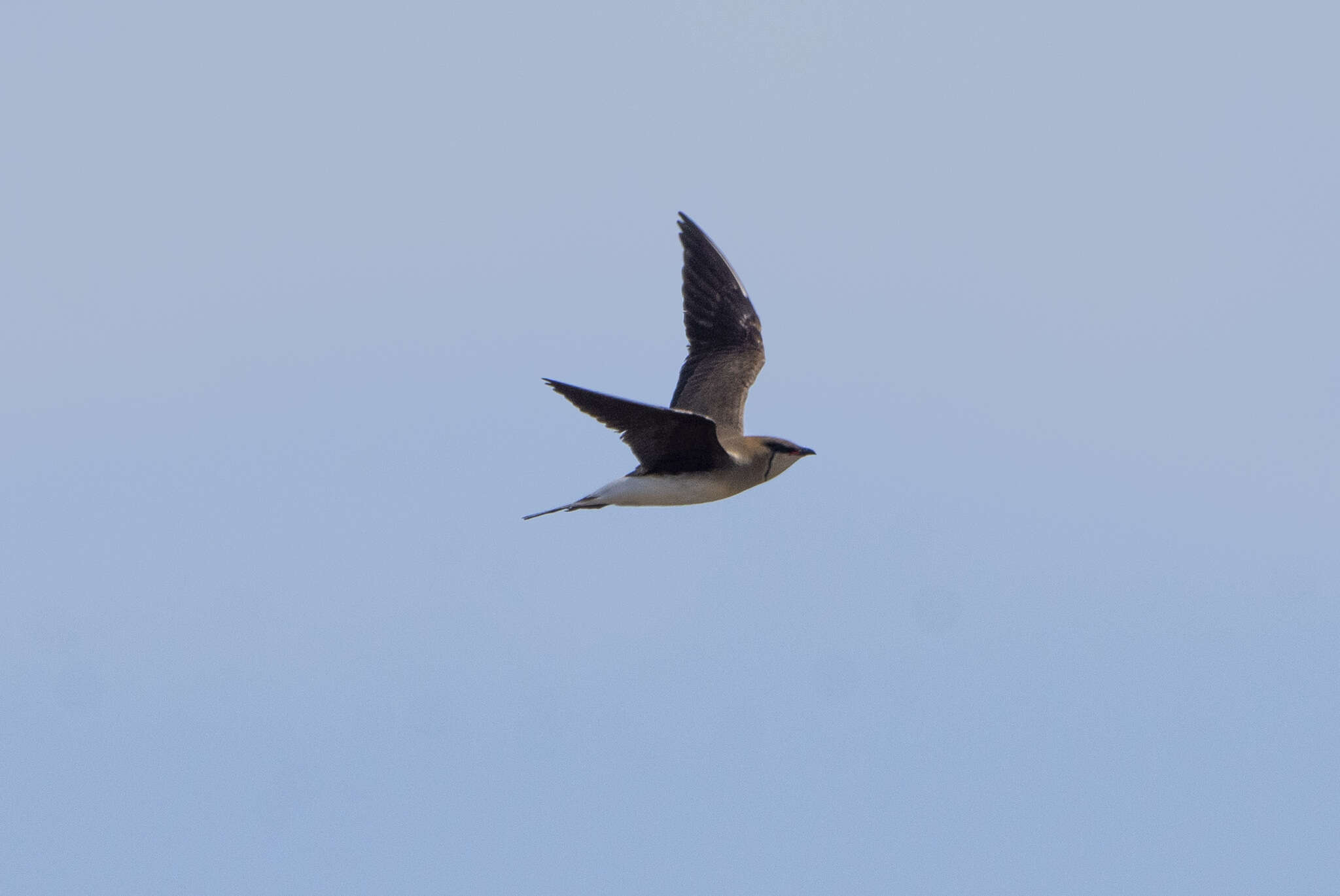 Image of Black-winged Pratincole