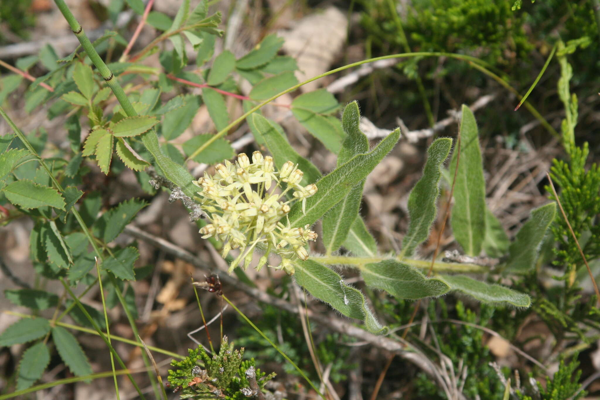 Image of sidecluster milkweed