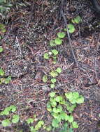 Image of Dichondra repens J. R. Forster & G. Forster
