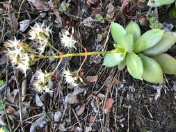 Image of Crassula lactea