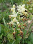 Image of Pale orchid