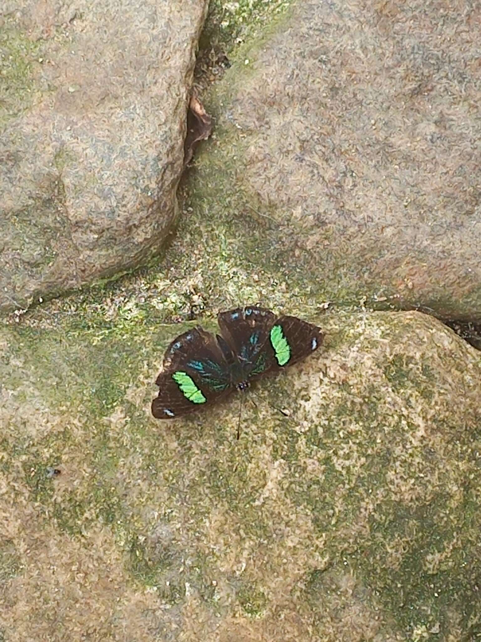 Perisama oppelii Latreille 1811的圖片