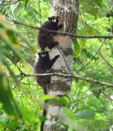 Image of Black-mantled tamarin