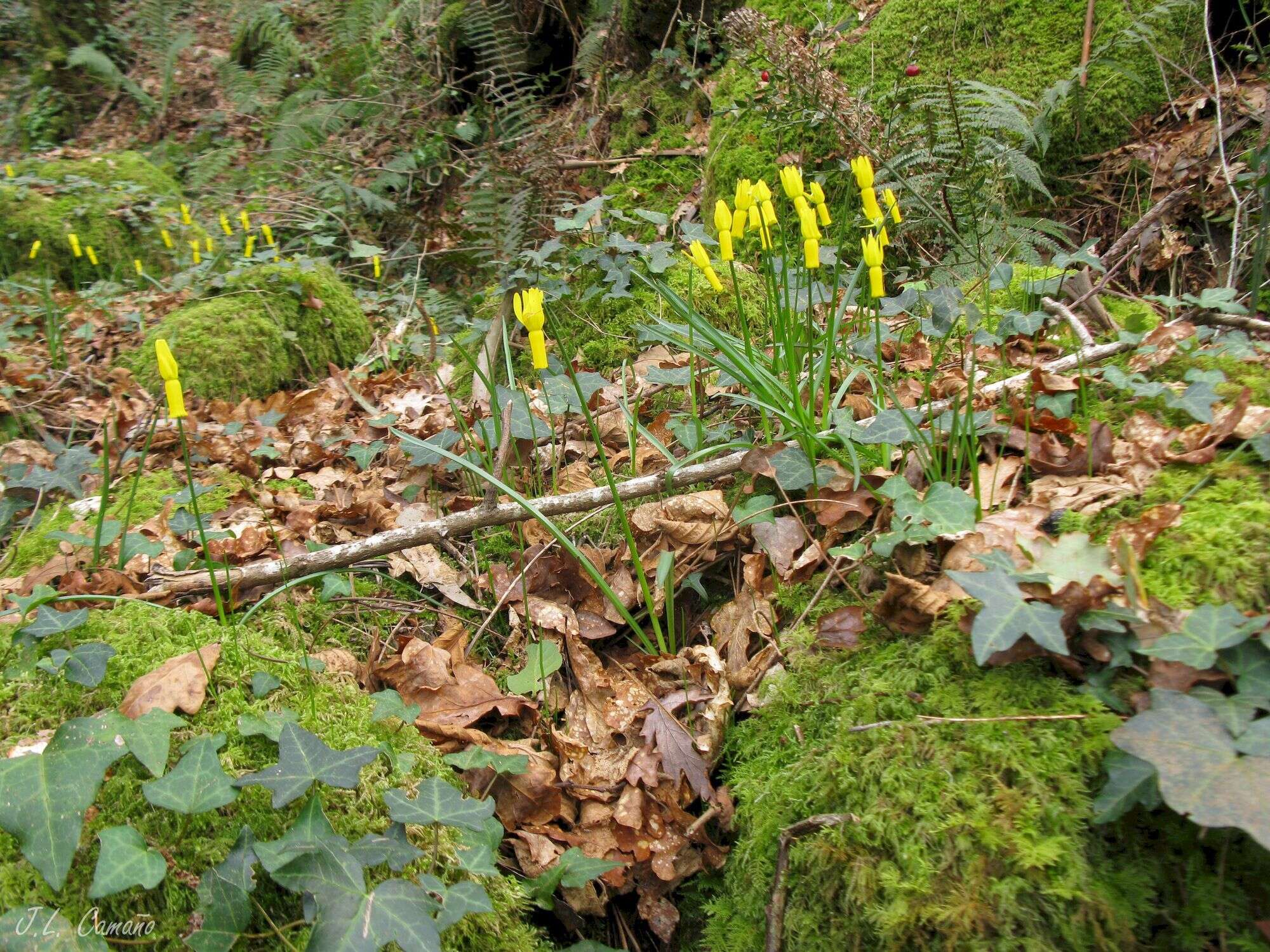 Image of Narcissus cyclamineus DC.