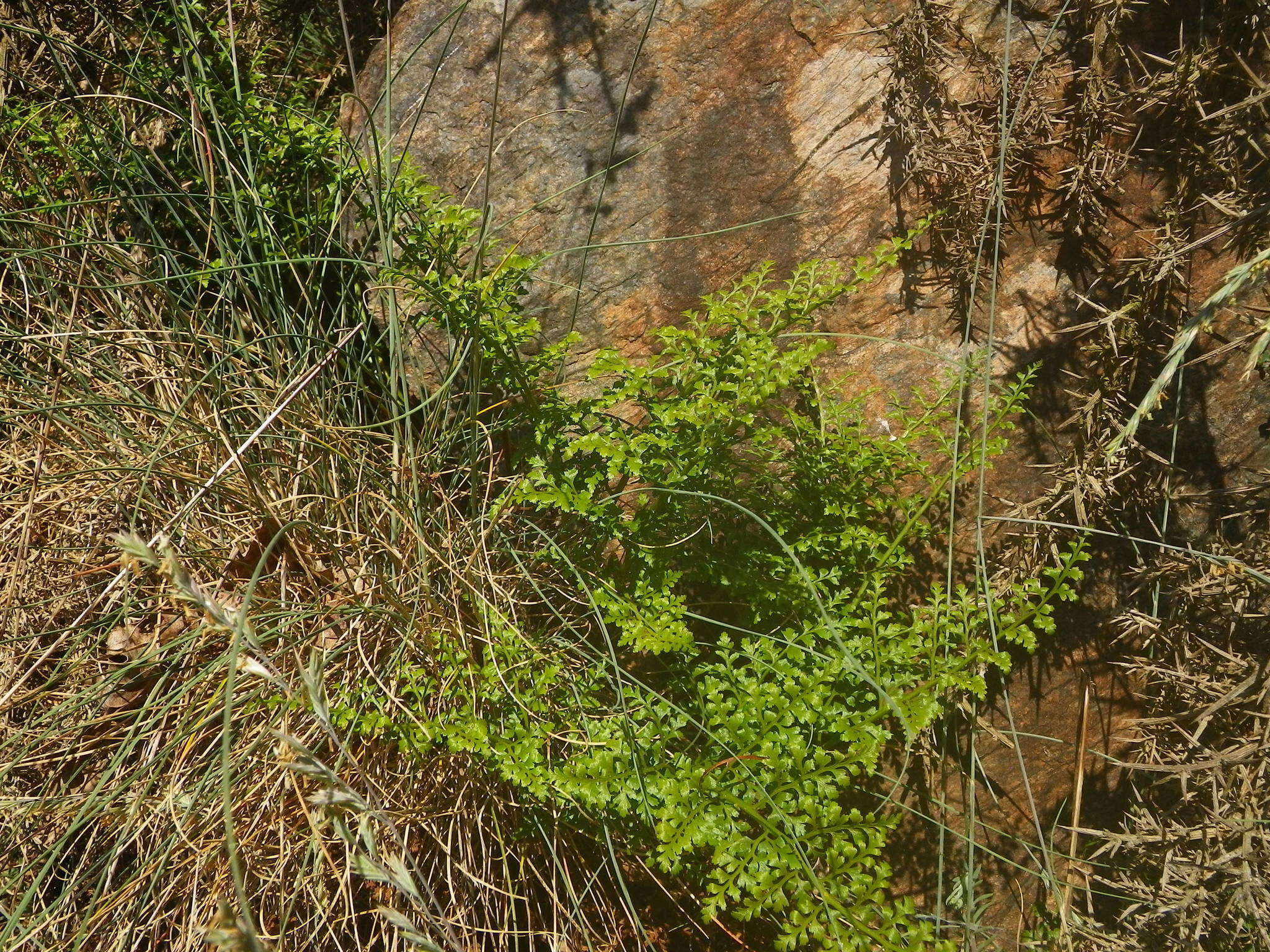 Imagem de Asplenium adiantum-nigrum var. silesiacum (Milde) Viane & Reichst.