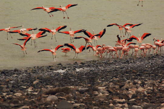 Şili flamingosu resmi