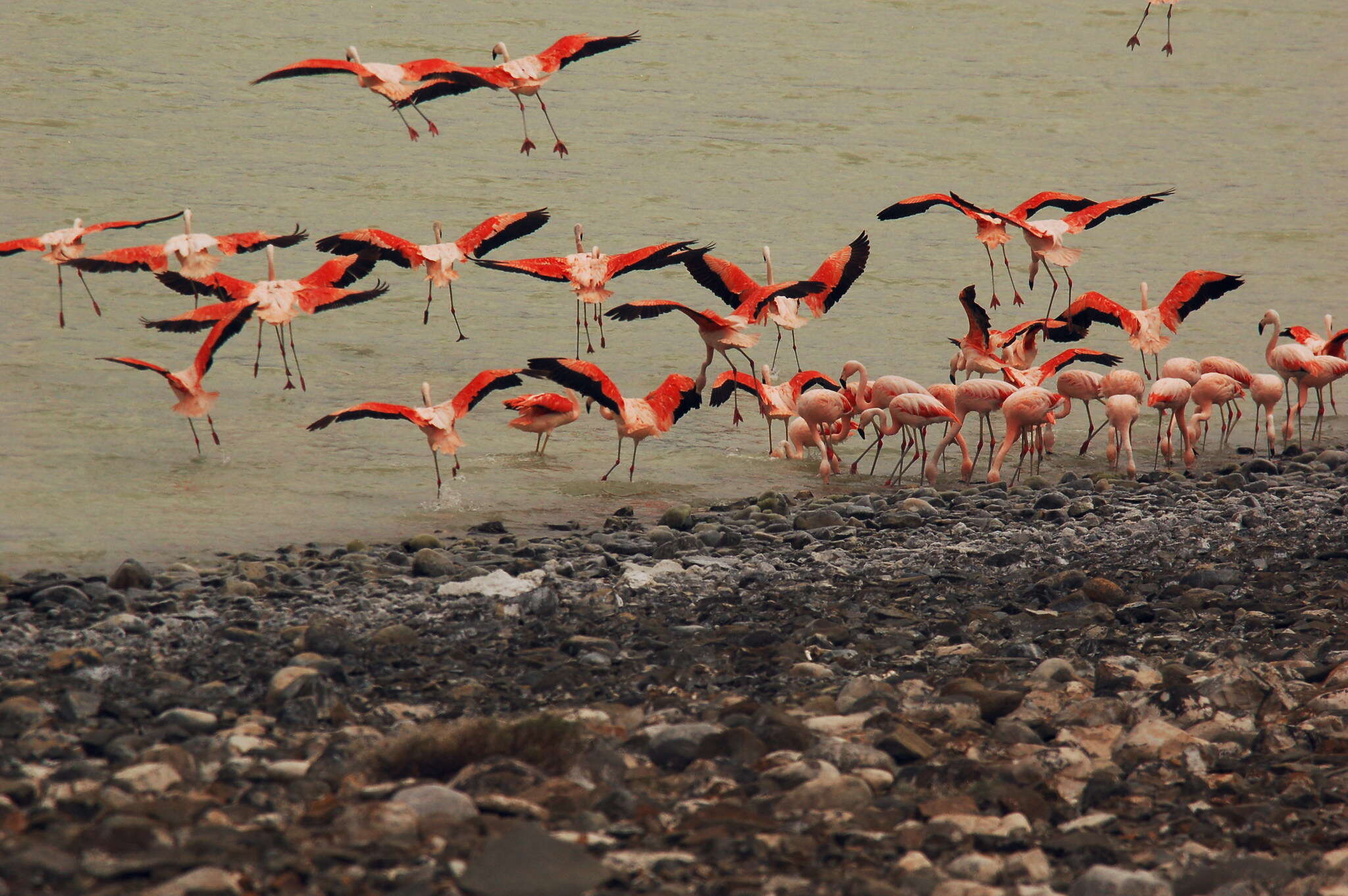 Imagem de Phoenicopterus chilensis Molina 1782