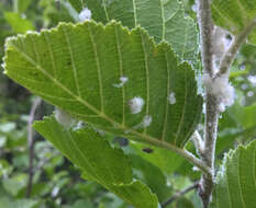 Image of Psylla floccosa Patch 1909