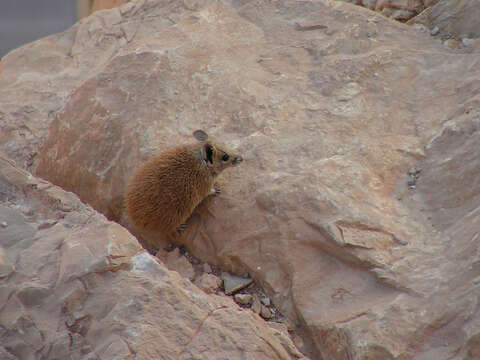 Image of Golden Spiny Mouse