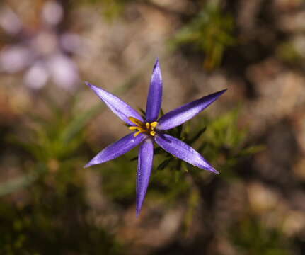 Image of Calectasia intermedia Sond.