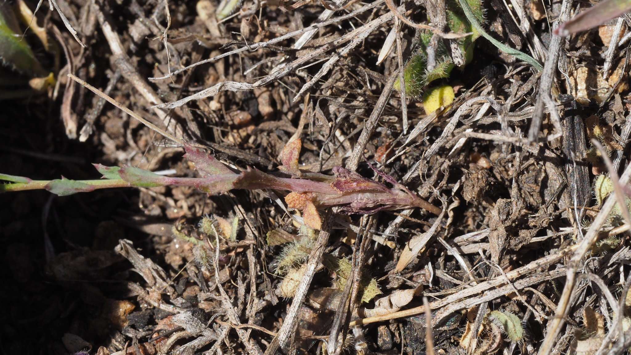 Image of coastal gilia