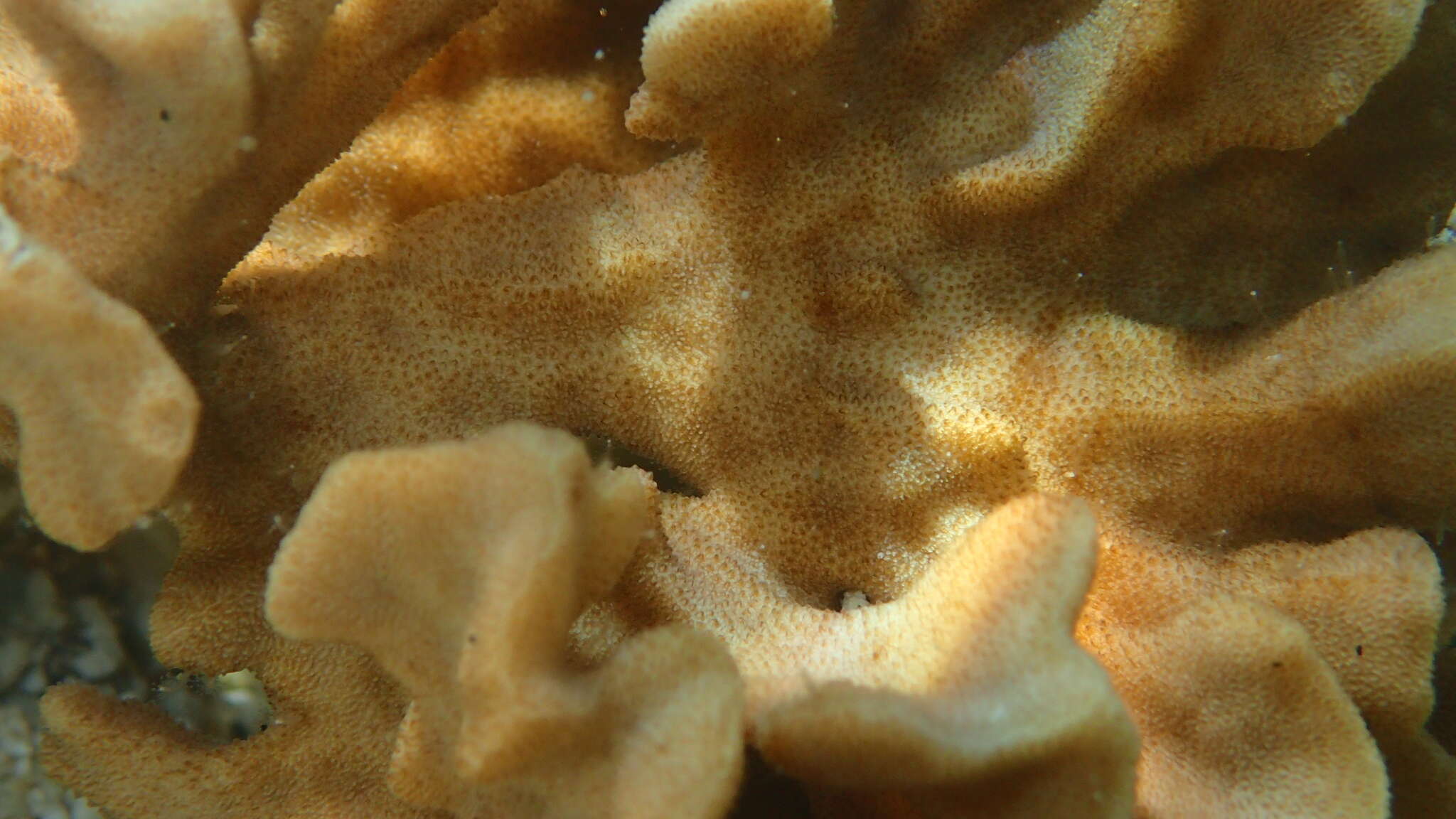 Image of Branched Sandpaper Coral