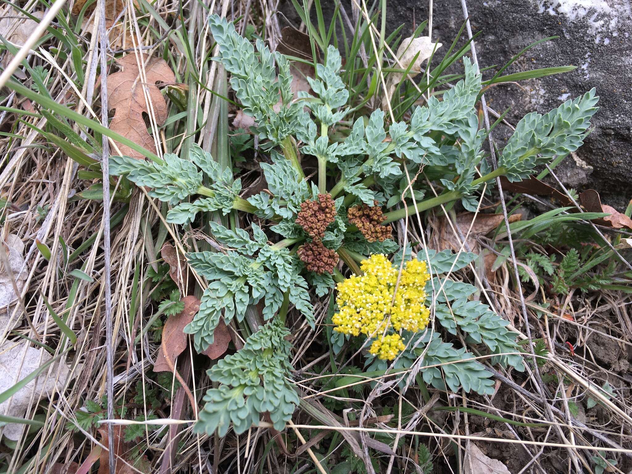 Plancia ëd Aulospermum longipes (S. Wats.) Coult. & Rose