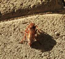 Image of Pacific Cicada Killer