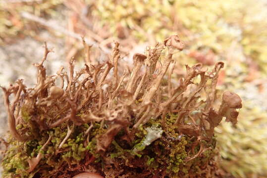 Image of cetraria lichen