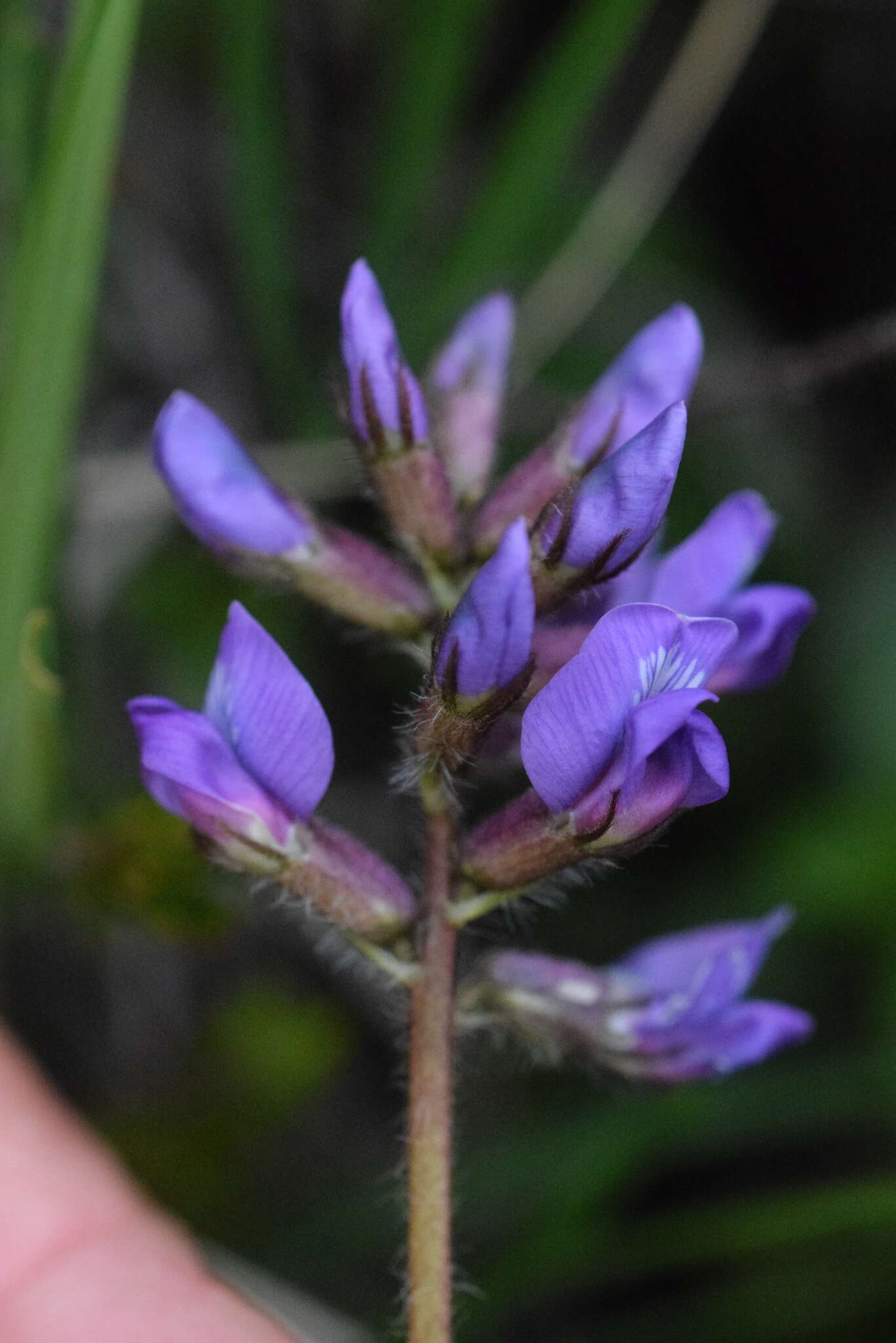 Image of Oxytropis neglecta Ten.