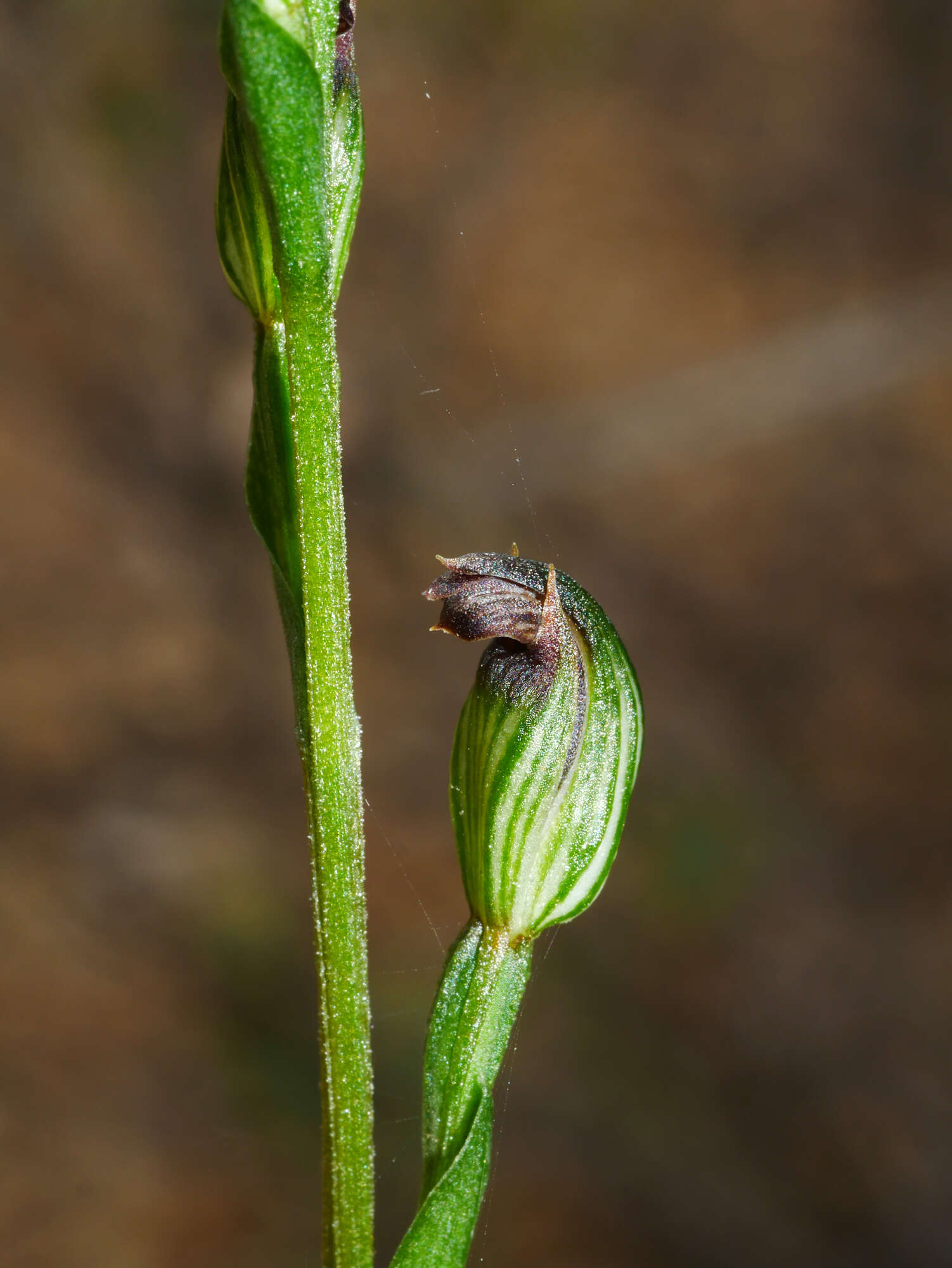 Слика од Pterostylis rubescens (D. L. Jones) G. N. Backh.