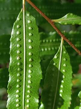 Image de Goniophlebium persicifolium (Desv.) Bedd.