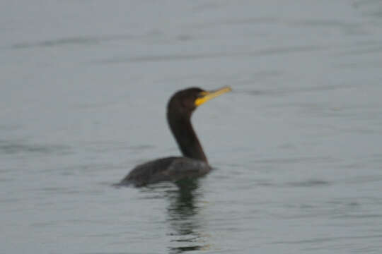 Plancia ëd Phalacrocorax auritus (Lesson & R 1831)