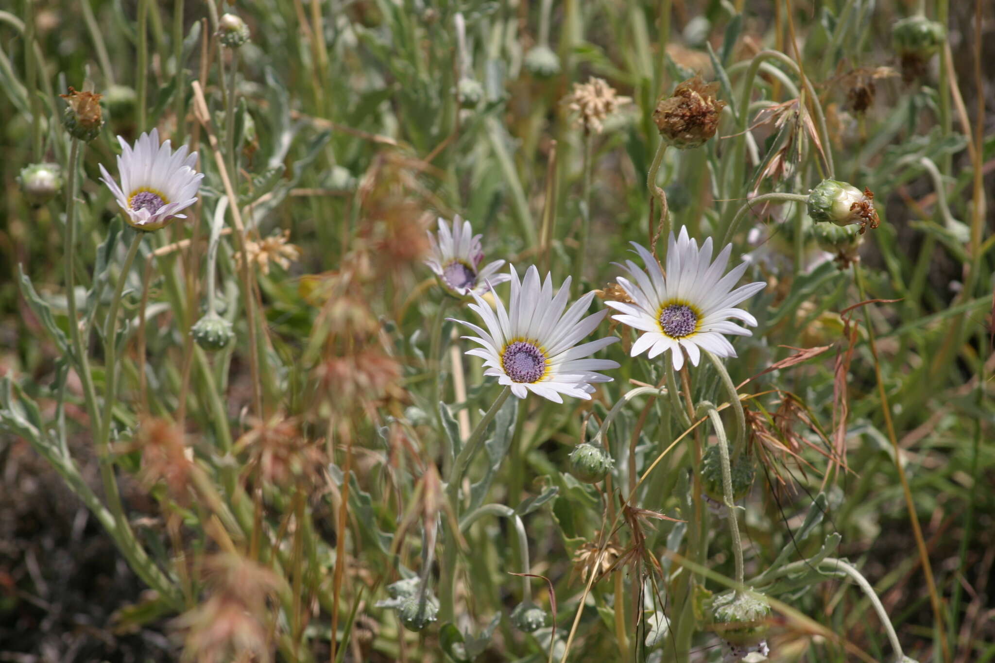 Image of Free State daisy