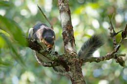 Image of Cream-coloured giant squirrel