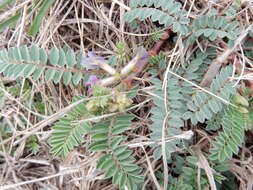 Imagem de Astragalus crassicarpus Nutt.