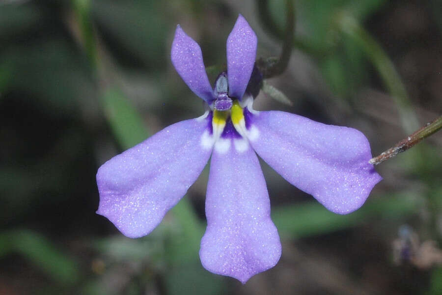 Image of Diastatea tenera (A. Gray) McVaugh