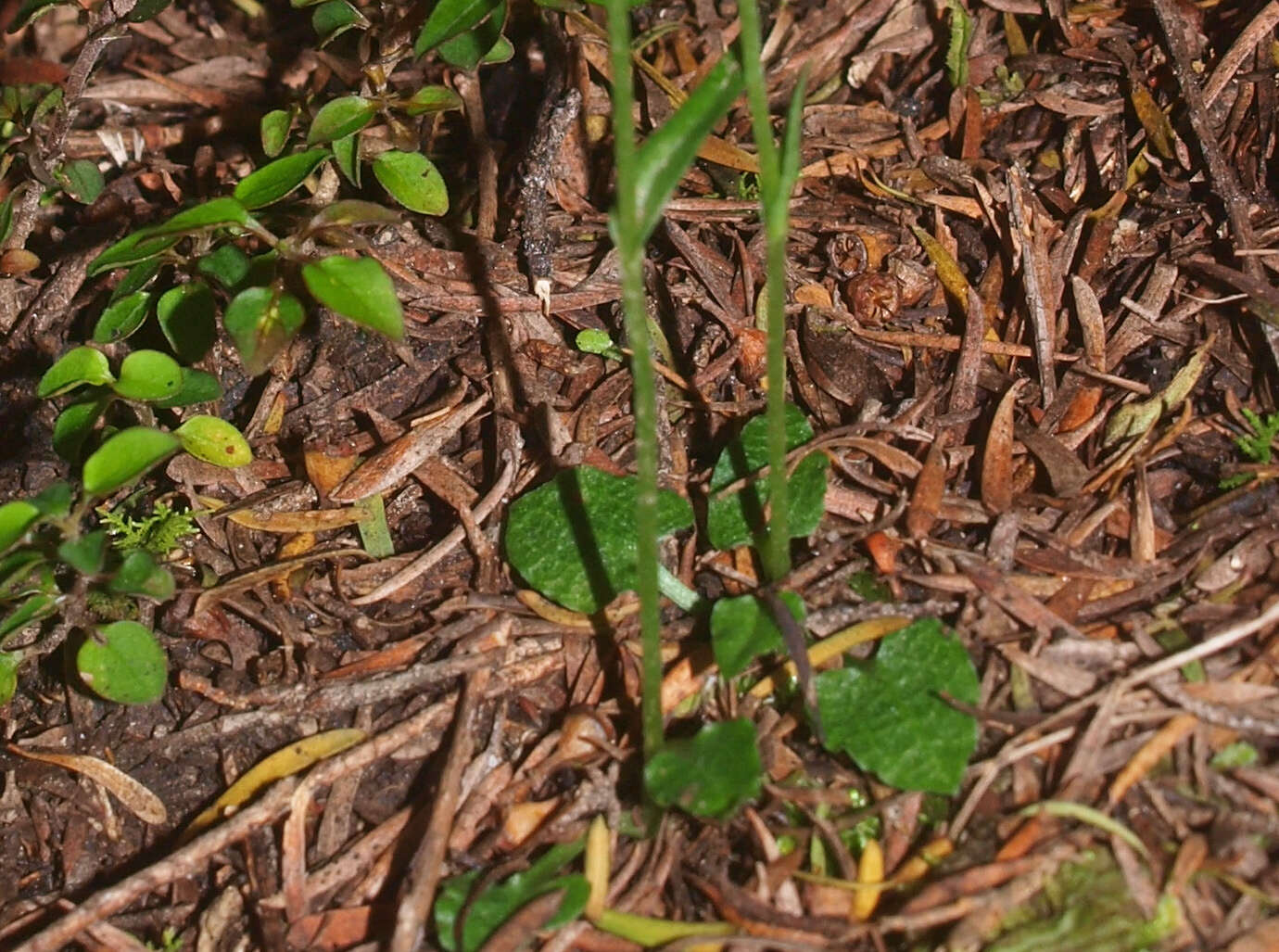 Image of Trowel leaved greenhood orchid