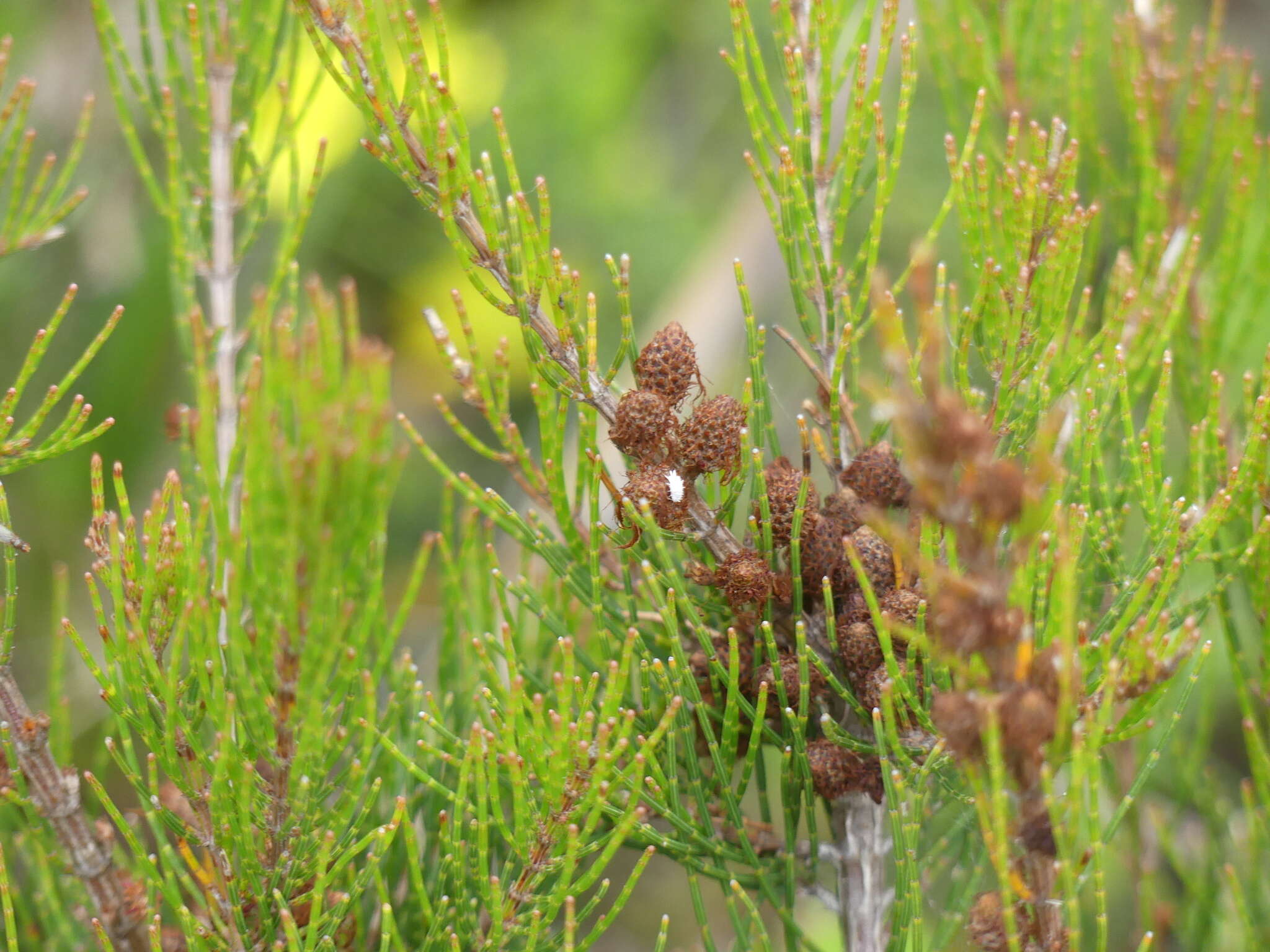 Image of Allocasuarina misera L. A. S. Johnson