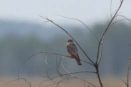 Image of Falco columbarius pallidus (Sushkin 1900)