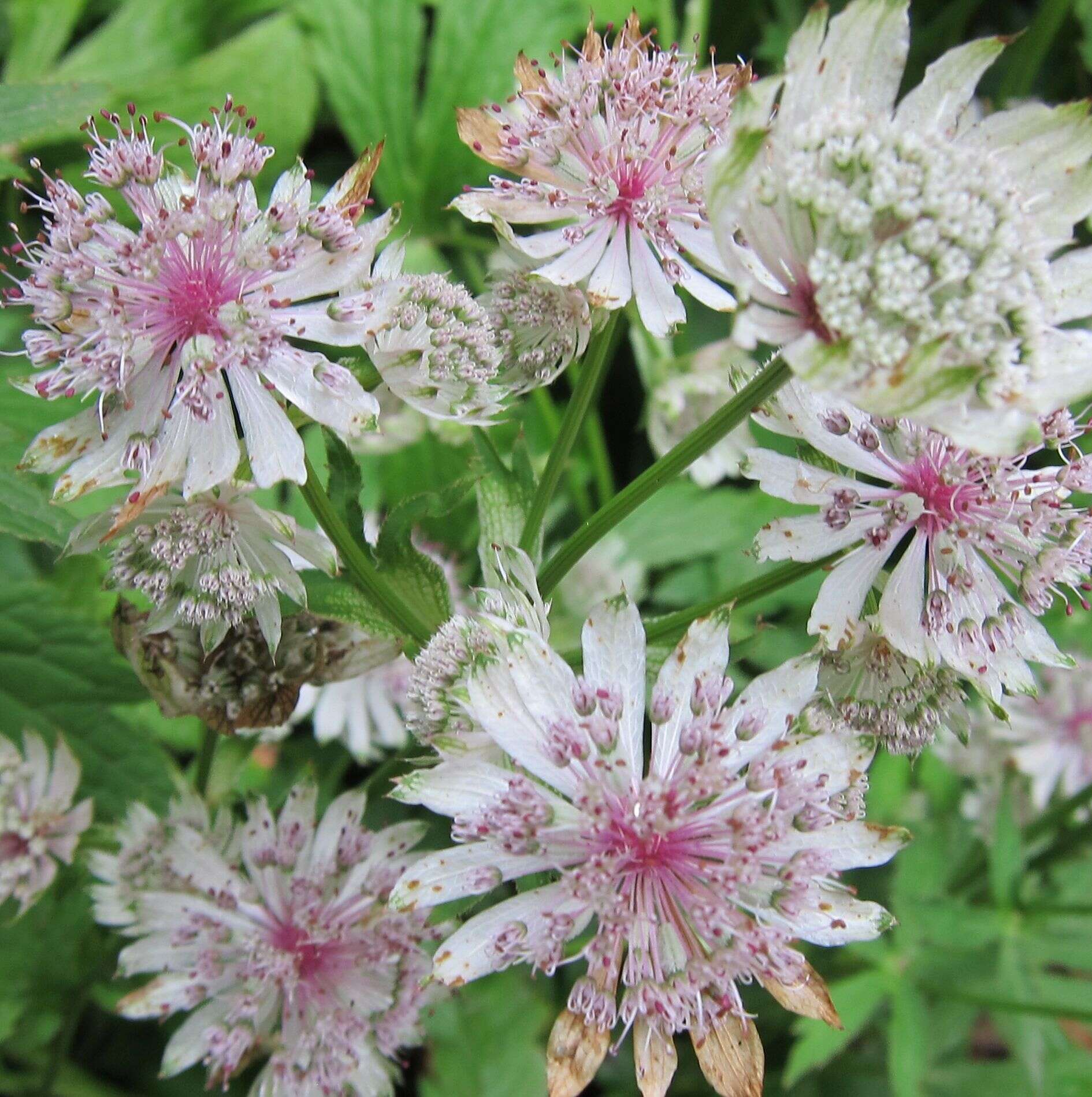 Imagem de Astrantia major L.