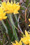 Image of Conostylis setigera R. Br.