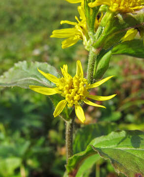 Image of Solidago spiraeifolia Fisch. ex Herder