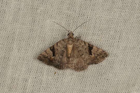 Plancia ëd Dichromodes anelictis Meyrick 1890